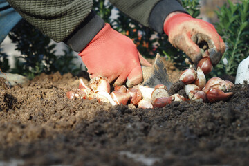 Gardening activity with hands planting bulbs in garden soil