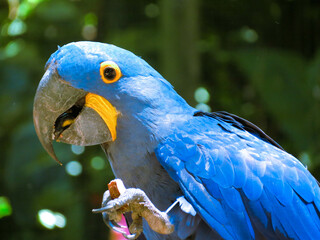 blue macaw
