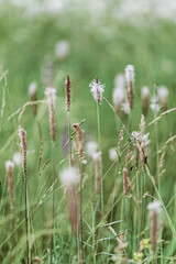 Flowering plantain plant with pink flowers grow on meadow or green field, closeup botanic scenic, beauty nature summer scene, floral background. Plantago plants for herbal medicine as medical remedy