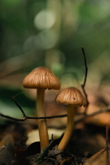 Green Leave Foliage Forest, Abstract Texture of Nature Flora, Capturing Vibrant Color of Spring and Summer, Bright Fresh Background, Inspiration Design Wallpaper