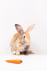 Adorable Pet Rabbit, Cute Fluffy, White Mammal with Large Ears on Background, Showcasing Its Small, Furry, Domestic Nature, Perfect for Easter Celebrations and Farm Enthusiasts