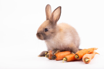 Adorable Pet Rabbit, Cute Fluffy, White Mammal with Large Ears on Background, Showcasing Its Small, Furry, Domestic Nature, Perfect for Easter Celebrations and Farm Enthusiasts