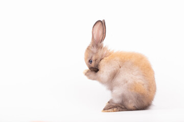 Adorable Pet Rabbit, Cute Fluffy, White Mammal with Large Ears on Background, Showcasing Its Small, Furry, Domestic Nature, Perfect for Easter Celebrations and Farm Enthusiasts