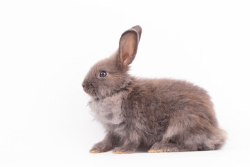 Adorable Pet Rabbit, Cute Fluffy, White Mammal with Large Ears on Background, Showcasing Its Small, Furry, Domestic Nature, Perfect for Easter Celebrations and Farm Enthusiasts