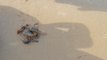 Two freshly caught crabs on the wet sand of the beach. Shells, legs, and claws are visible. Top view. Madagascar. Morondava.