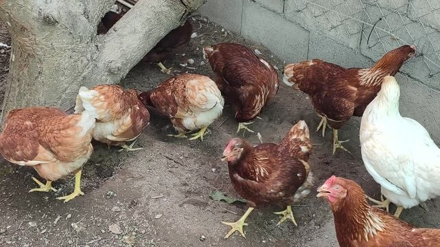Chickens of the Lohmann Brown breed of brown color are walking on the field. Young laying hens on a small home farm