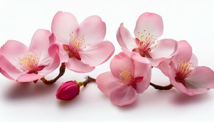 elegant cherry blossom petals isolated on a transparent background for design layouts