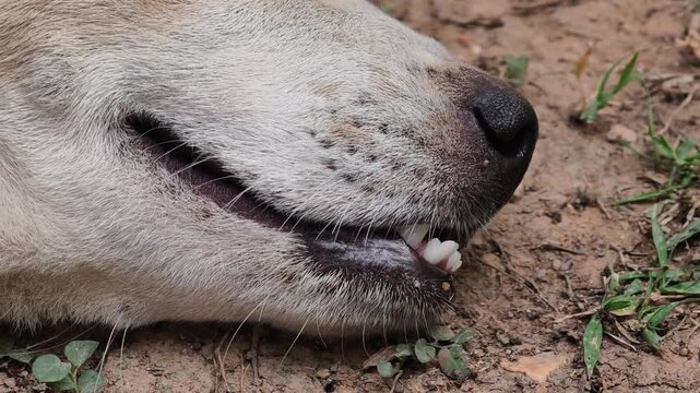 Close-up of an imperfect dog tooth.