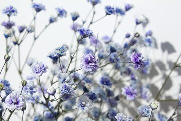 White background and purple gypsum flower