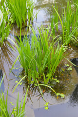 Fototapeta premium Leaves of Acorus calamus, also known as Sweet Flag, growing in water
