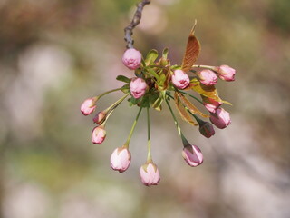 八重桜　イチヨウ　つぼみ