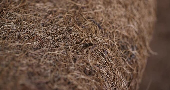 coconut fiber used in the mattress to provide rigidity, coconut shavings glued together part of an old used mattress, close up
