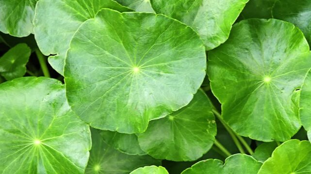 Green gotu kola in the garden