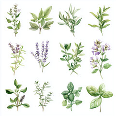 Watercolor Herb Collection - Rosemary, Thyme, Basil, Lavender Botanical Illustrations on White Background