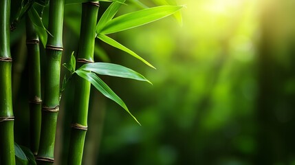Lush Bamboo Forest Sunlight.