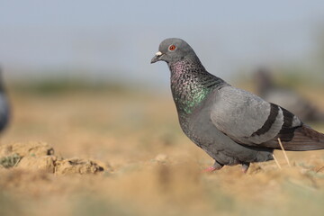 Rock dove closeup. Rock pigeon. Columba livia. Common pigeon.