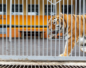 A tiger is walking through a metal fence