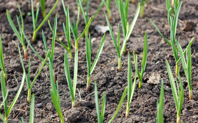 A field of green plants growing in the dirt