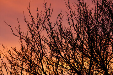 A tree with its branches bare and silhouetted against a pink and orange sky
