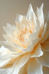 In macro photography, soft peach and white carnation petals reveal delicate ruffled layers against a dreamy bokeh background, forming a romantic floral art composition