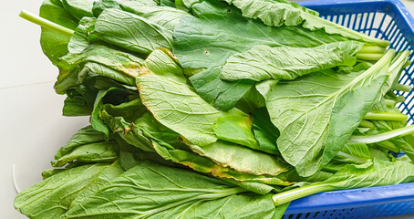 fresh green lettuce