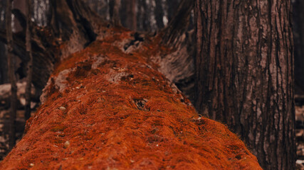 old rusty iron