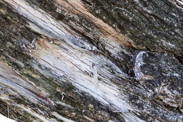 Old damaged tree trunk texture background