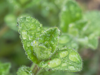 雨粒が付いた野草03