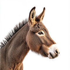 Fototapeta premium A brown donkey looking sideways, soft fur detailed, even lighting, full-body shot, white background. 