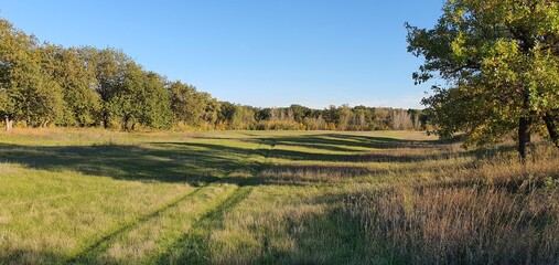 Fototapeta premium Vast green field with a winding path leading through tall grass and scattered trees under a clear blue sky. This serene landscape captures the beauty of nature and tranquility.