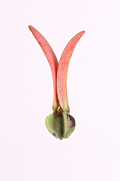 Dipterocarpus alatus, flying seed of dipterocarpus tree on white background 