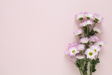 Closeup flatlay of a bunch of white and pink chrisantemi flowers on light pink background with space for text