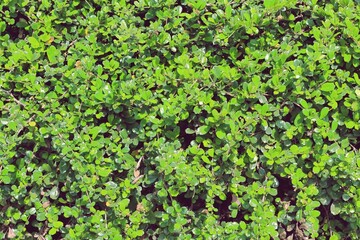 Fukien tea tree leaves pattern background