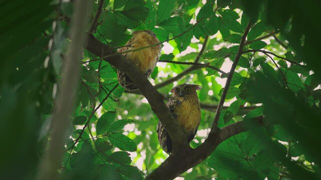 A pair of buffy fish owl (Ketupa ketupu) resting on a tree branch during daylight, protected by tree shades