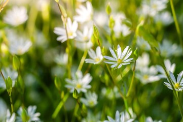 A field of white stellaria flowers blooms, bathed in sunlight and surrounded by green grass.