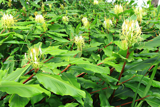 Close up Hedychium ellipticum or Rock Butterfly Lily and fragrant spikes of flowers in shades of white, yellow and orange at Phu Hin Rong Kla National Park in Phitsanulok Province, Thailand 