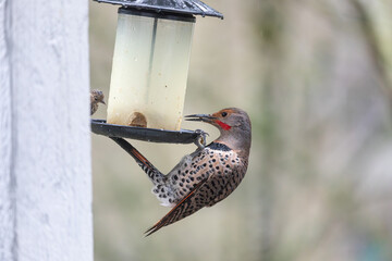 A male Northern Flicker clings to a bird feeder, displaying its spotted plumage and red cheek...