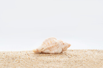 Shell on the sand by the sea in Brittany