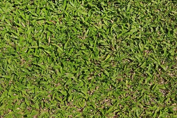 Tropical carpet grass field texture background