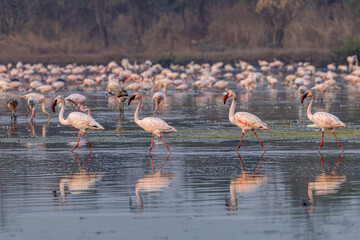 Lesser flamingoes at high tide in the water , TS Chanakya, Mumbai, India
