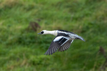Smew, Mergellus albellus
