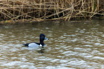 Ring-necked Duck, Aythya collaris