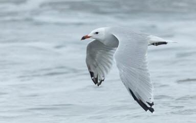 Audouin's Gull, Ichthyaetus audouinii