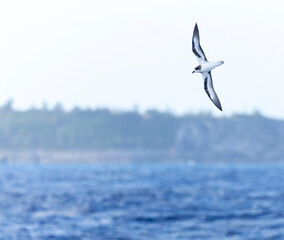 Bermuda Petrel, Pterodroma cahow