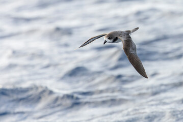 Bermuda Petrel, Pterodroma cahow