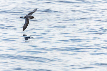 Fototapeta premium Bermuda Petrel, Pterodroma cahow