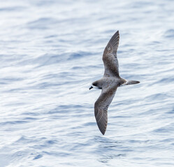 Bermuda Petrel, Pterodroma cahow