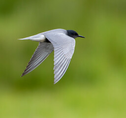 Black Tern, Chlidonias niger