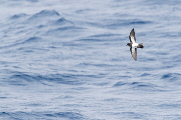 Black-bellied Storm Petrel, Fregetta tropica