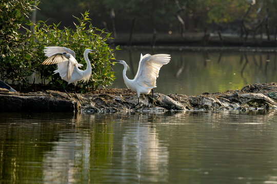 Little white egret (a species of small heron) fighting over space in early morning, TS Chanakya, Mumbai, Maharashtra, India 
